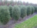 Frangula alnus Fine Line