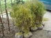 Frangula alnus Fine Line