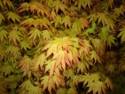 Acer palmatum Orange Dream