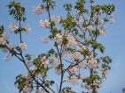 Staphylea holocarpa Rosea