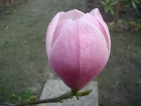 Magnolia Columnar Pink