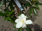 Magnolia grandiflora Alta ®