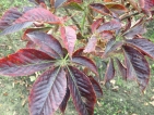 Aesculus glabra October Red
