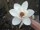 Magnolia Joli Pompon