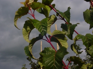 Acer pectinatum Mozart Acer pectinatum Mozart