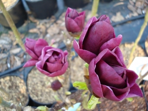 Magnolia Genié ®