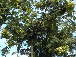 Sorbus frutescens Sorbus frutescens