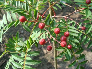 Sorbus vilmorinii Sorbus vilmorinii
