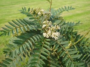 Sorbus vilmorinii Sorbus vilmorinii