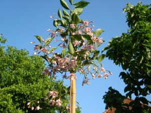 Styrax japonicus Pink Chimes