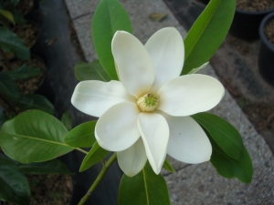 Magnolia virginiana Moonglow Magnolia virginiana Moonglow