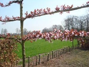 Prunus cerasifera Nigra Prunus cerasifera Nigra