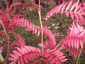 Sorbus vilmorinii Sorbus vilmorinii