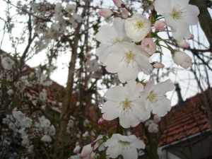 Prunus The Bride Prunus The Bride
