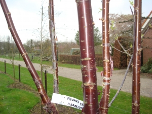 Prunus serrula Branklyn