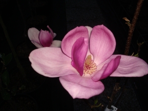 Magnolia Cleopatra ® Magnolia Cleopatra ®
