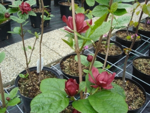 Calycanthus raulstonii Hartlage Wine Calycanthus raulstonii Hartlage Wine