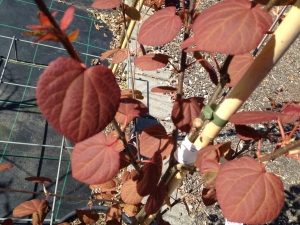 Cercidiphyllum japonicum Strawberry Cercidiphyllum japonicum Strawberry