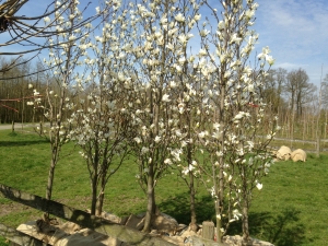 Magnolia kobus Isis ® Magnolia kobus Isis ®