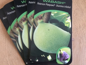 Asimina triloba Wabash® Peterson Pawpaws