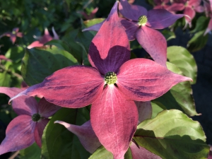 Cornus kousa Scarlet Fire ® Cornus kousa Scarlet Fire ®