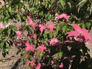 Cornus kousa Scarlet Fire ® Cornus kousa Scarlet Fire ®