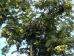Sorbus frutescens