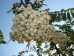 Sorbus frutescens