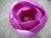 Magnolia Black Tulip ®