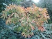 Aesculus neglecta Autumn Fire