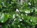 Cercis canadensis Texas White