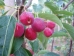 Malus Braendkjaer