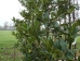Ilex koehneana Chestnut Leaf