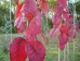 Prunus sargentii Charles Sargent