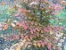 Carpinus betulus Rockhampton Red