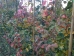 Parrotia persica Jodrell Bank