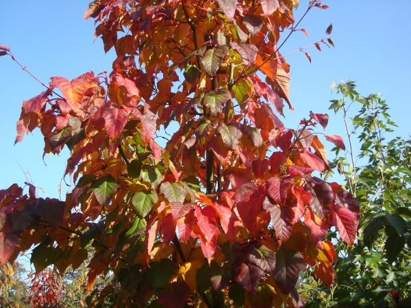 Acer capillipes